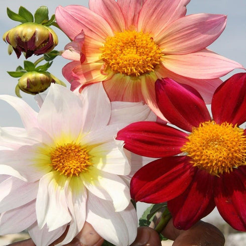 Dahila Top Star Flower Seeds